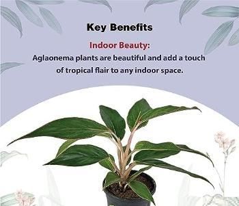 Aglaonema Black Lipstick Live Plant – Indoor Decorative Plant