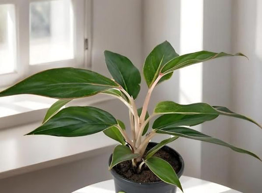 Aglaonema Black Lipstick Live Plant – Indoor Decorative Plant