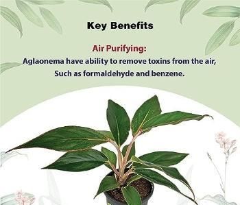 Aglaonema Black Lipstick Live Plant – Indoor Decorative Plant