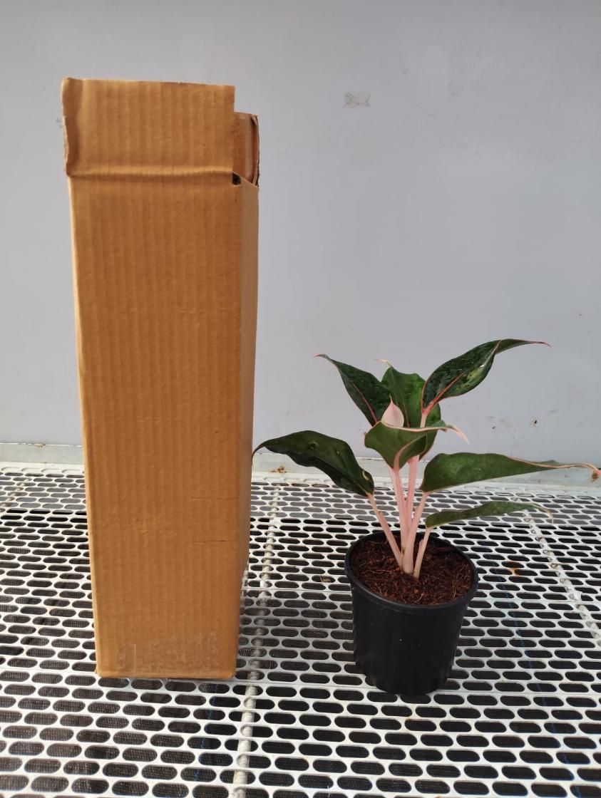 Aglaonema Black Lipstick Live Plant – Indoor Decorative Plant