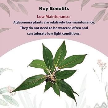 Aglaonema Black Lipstick Live Plant – Indoor Decorative Plant