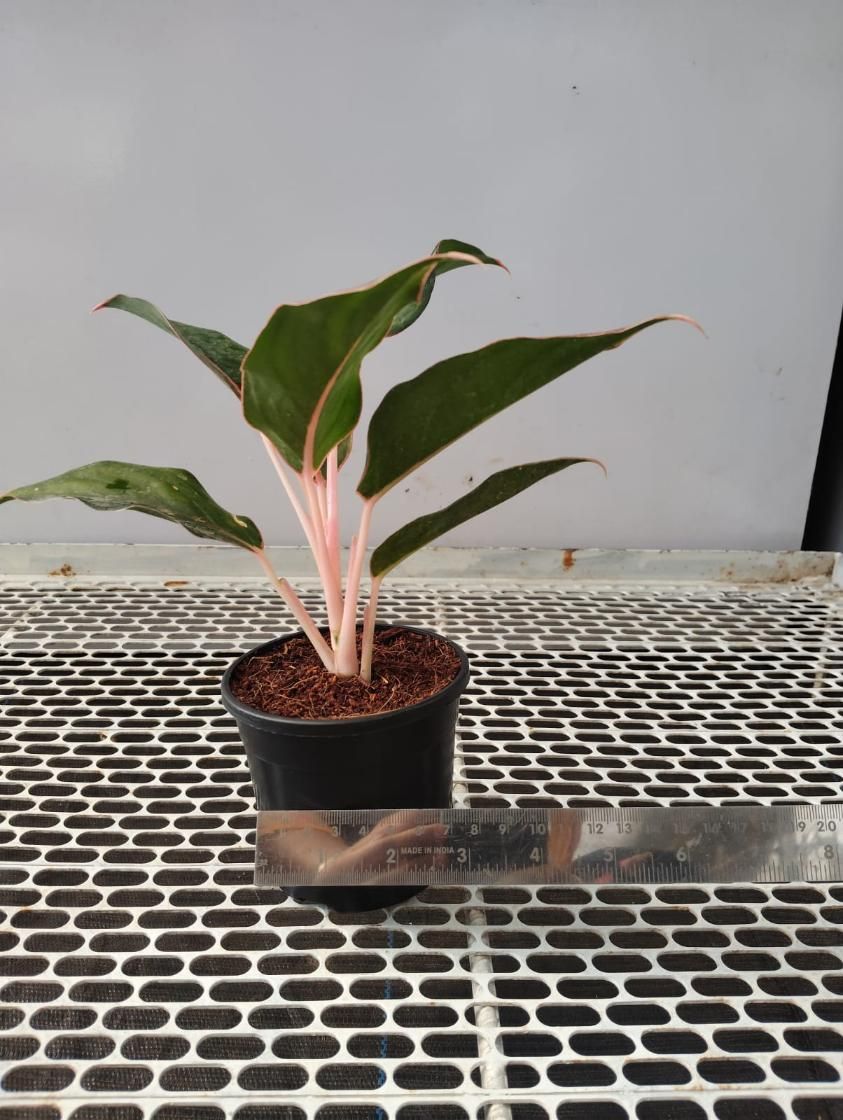 Aglaonema Black Lipstick Live Plant – Indoor Decorative Plant