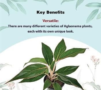 Aglaonema Black Lipstick Live Plant – Indoor Decorative Plant